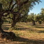 La poda de los olivos: ¿cómo podamos nuestros olivos?