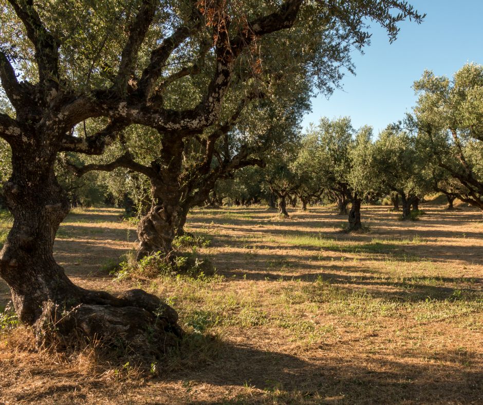 La poda de los olivos: ¿cómo podamos nuestros olivos?