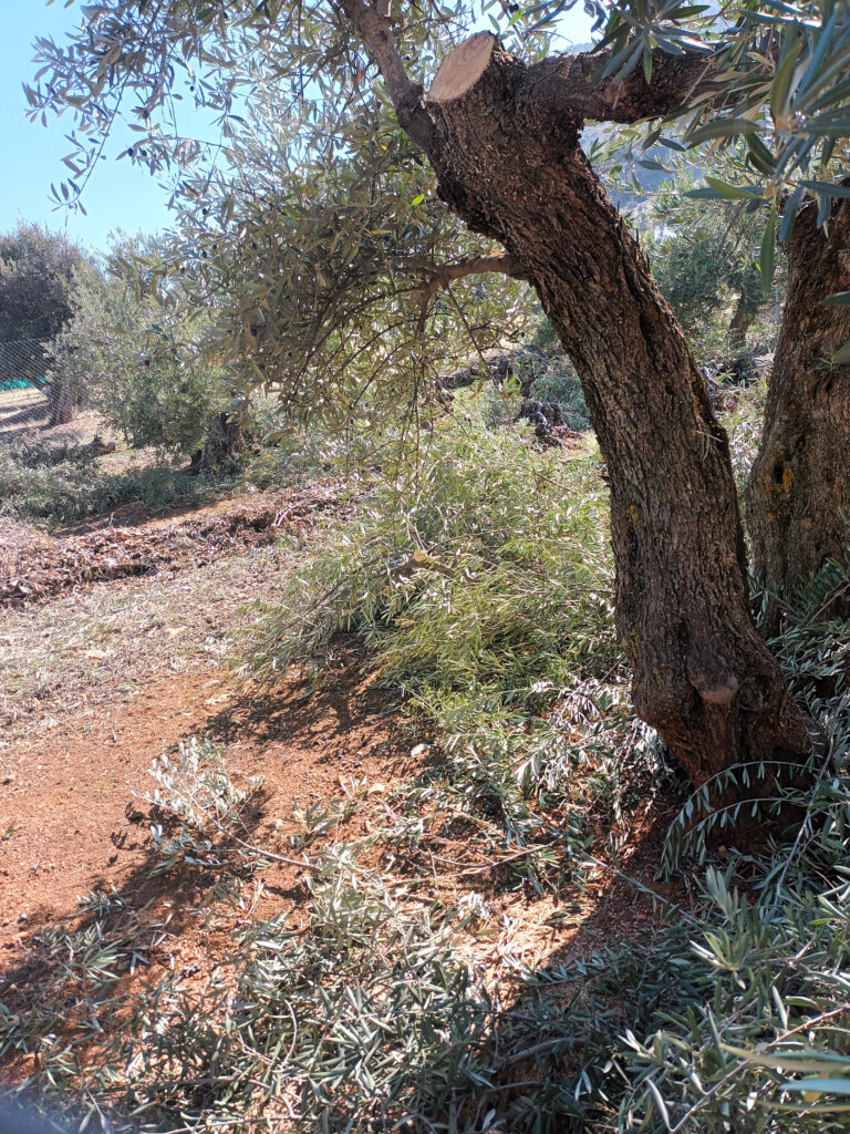 Poda de olivos en el olivar