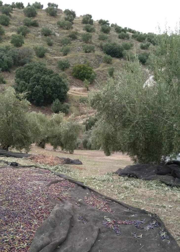 Un día normal de aceitunas cornezuelo en olivar de Jaén